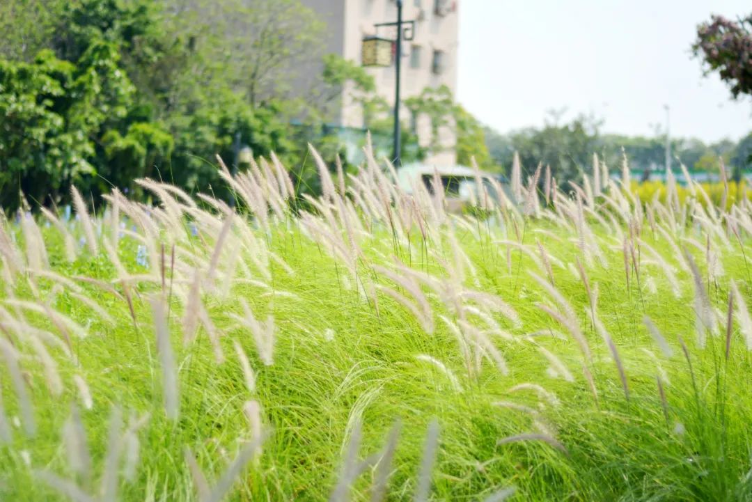 花海流潮迎来最美时刻!一秒拍出ins风大片!