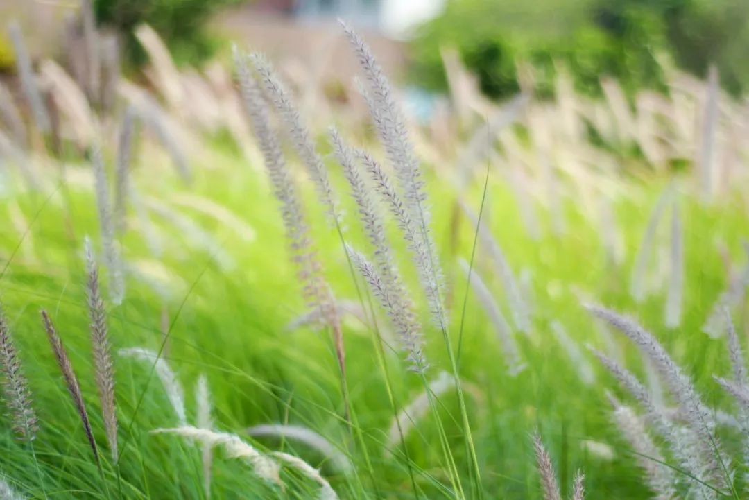 花海流潮迎来最美时刻!一秒拍出ins风大片!