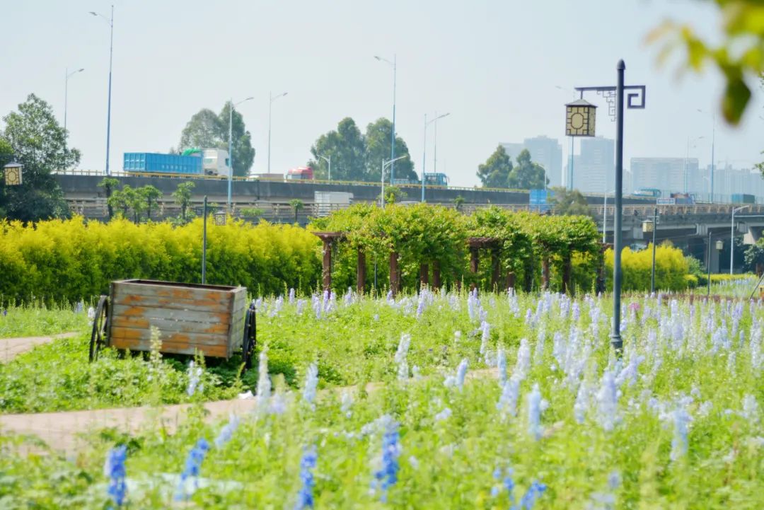 花海流潮迎来最美时刻!一秒拍出ins风大片!