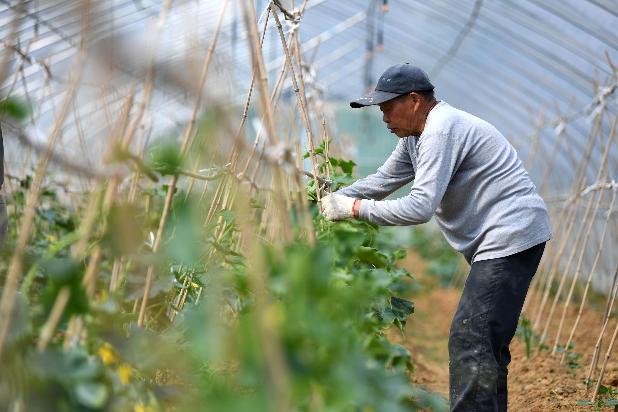 生态农业助力乡村振兴
