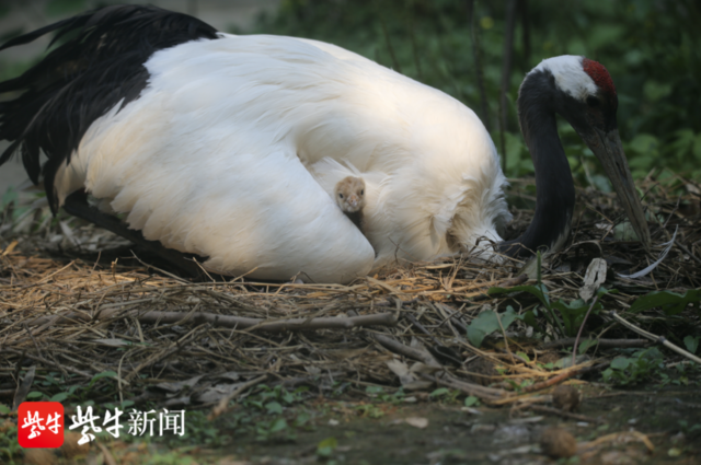 丹顶鹤夫妇晋升父母忙中不乱紫牛新闻慢直播记录等鹤来到等来鹤全过程