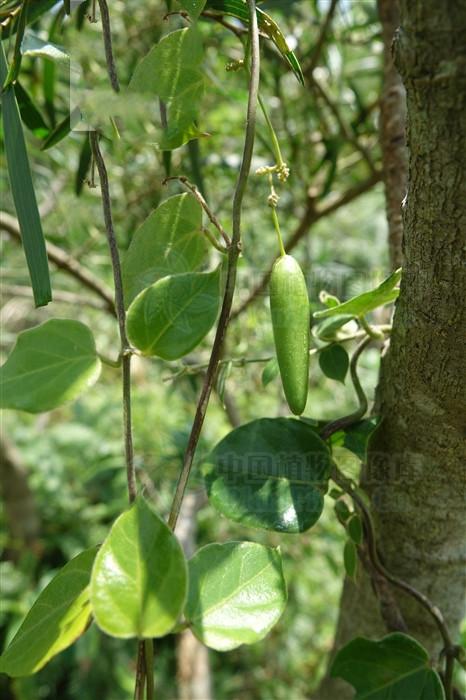 清肺热;止咳嗽.主感冒发热,肺热咳嗽,哮喘