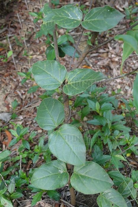 性味功效《全国中草药汇编》全叶:治哮喘.根:清肺热,止咳.