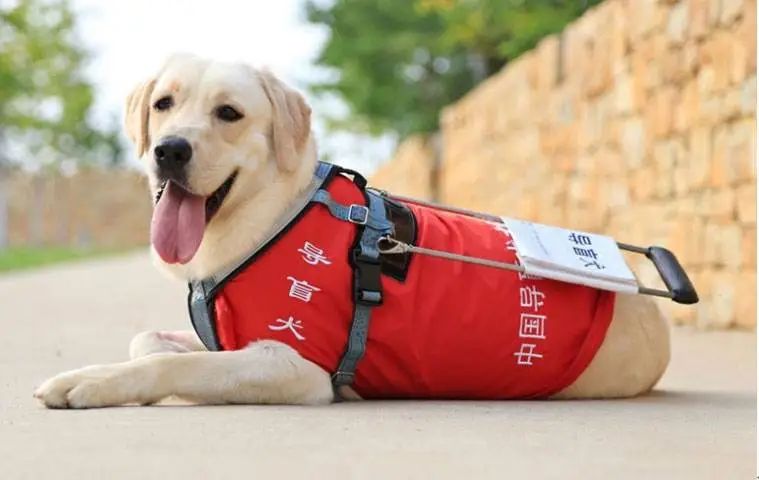 从导盲犬被拒看社会弱势人群的窘境