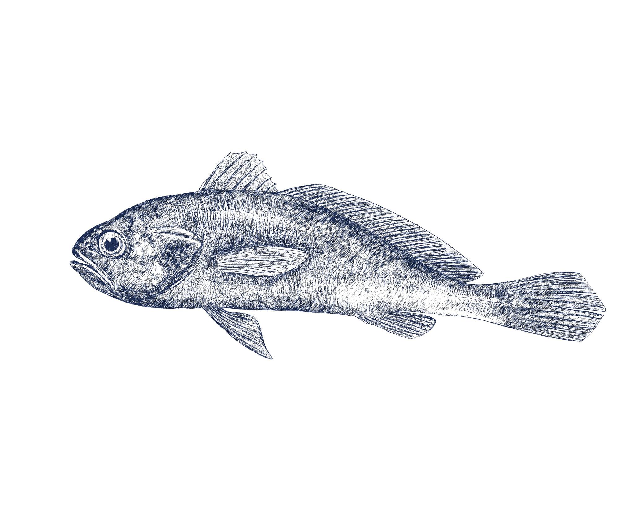 小黄鱼/插图  黄桅