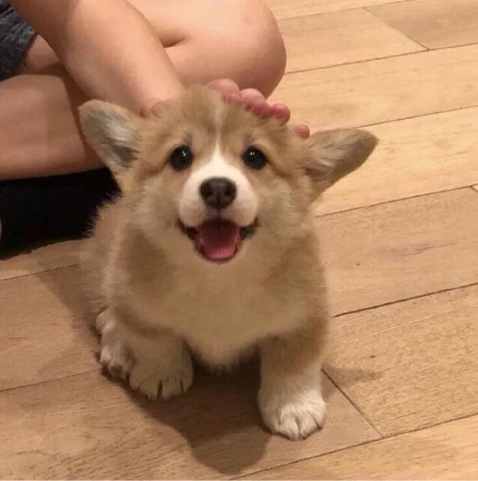 可可爱爱莫得脑袋狗子好乖呦心都化了