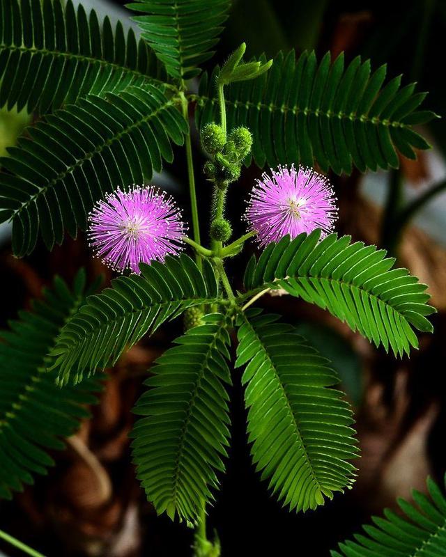 含羞草碰一下叶子就闭合羞答答的样子真可爱怪不得这么受欢迎