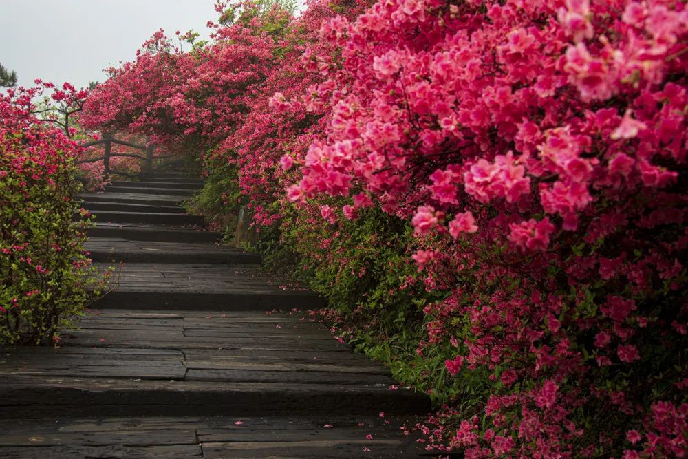 藏不住了湖北这片宝藏花海太震撼人间仙境不过如此了吧