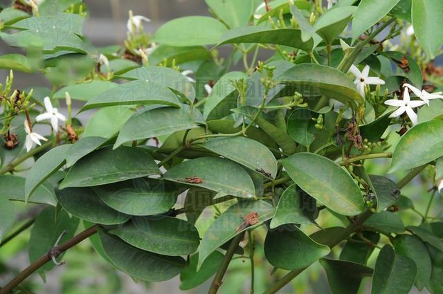 破骨风,见过吗?祛风除湿,活血散瘀.用于风湿筋骨痛,跌打损伤