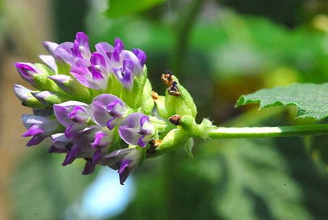 姐妹情深布谷草