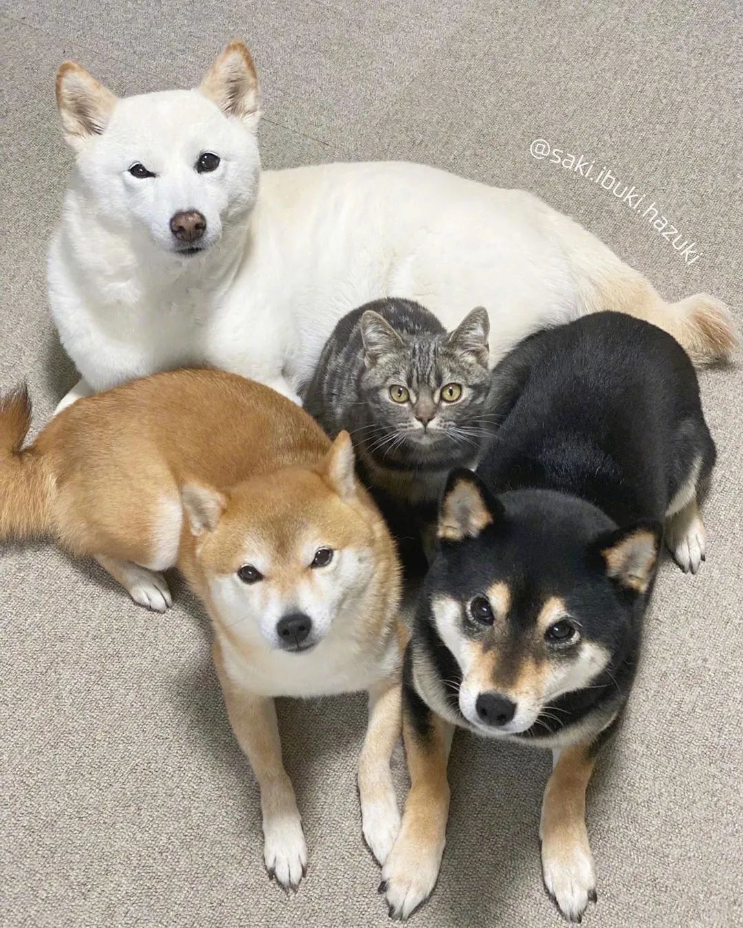 当有三只柴柴的大户人家又养了一只猫后这到底是四只猫还是四只狗