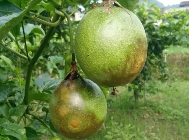 百香果疫病来袭,从发生到毁园仅需一周!