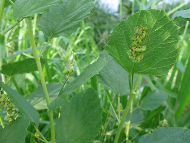 姐妹情深布谷草