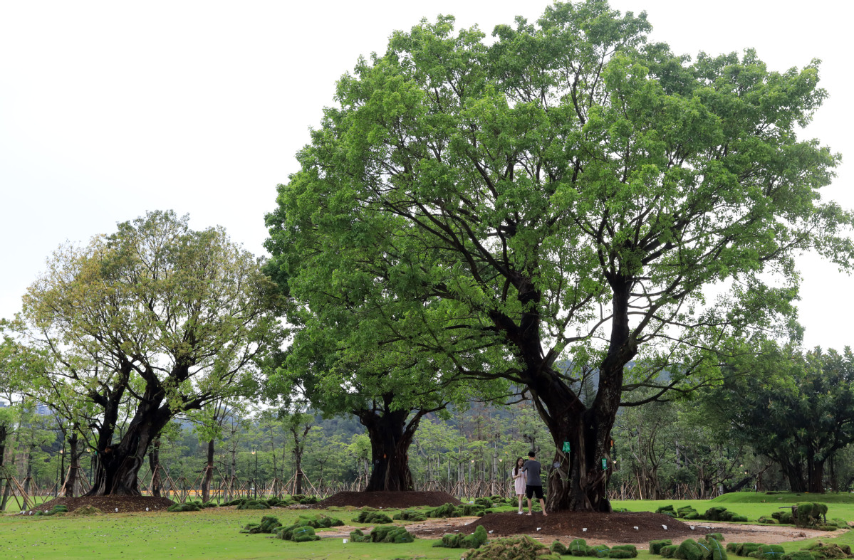 海天公园百年古树焕发新风采