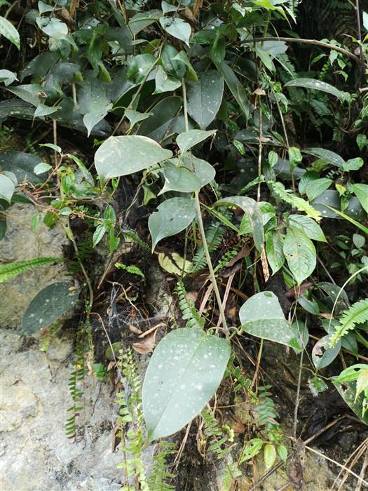 破骨风,见过吗?祛风除湿,活血散瘀.用于风湿筋骨痛,跌打损伤