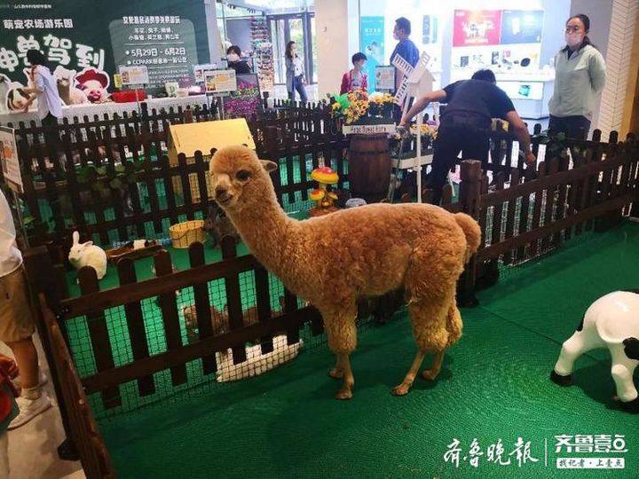 济南一商场神兽驾到!一群可爱萌宠迷住孩子们