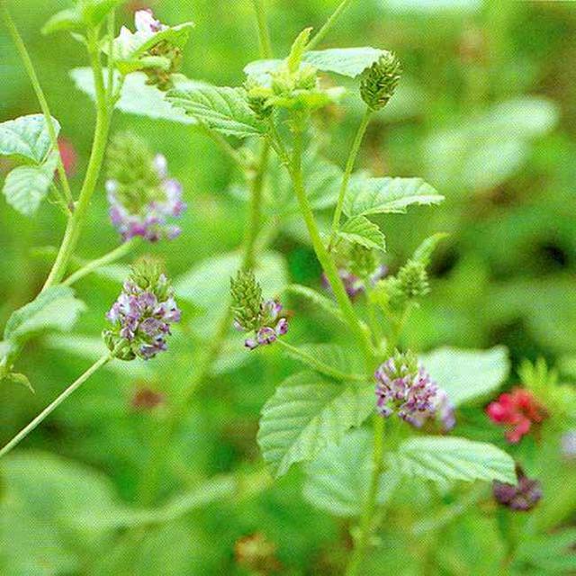 姐妹情深布谷草