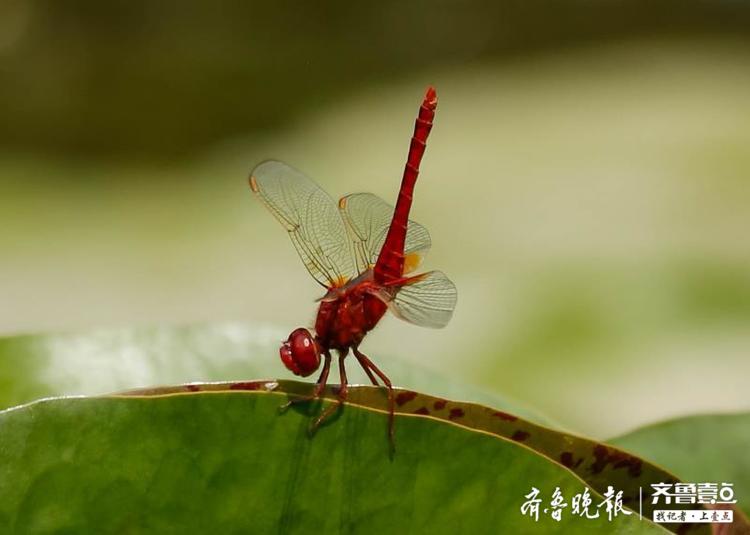 关于红蜻蜓品牌的那些事：你真的了解红蜻蜓吗