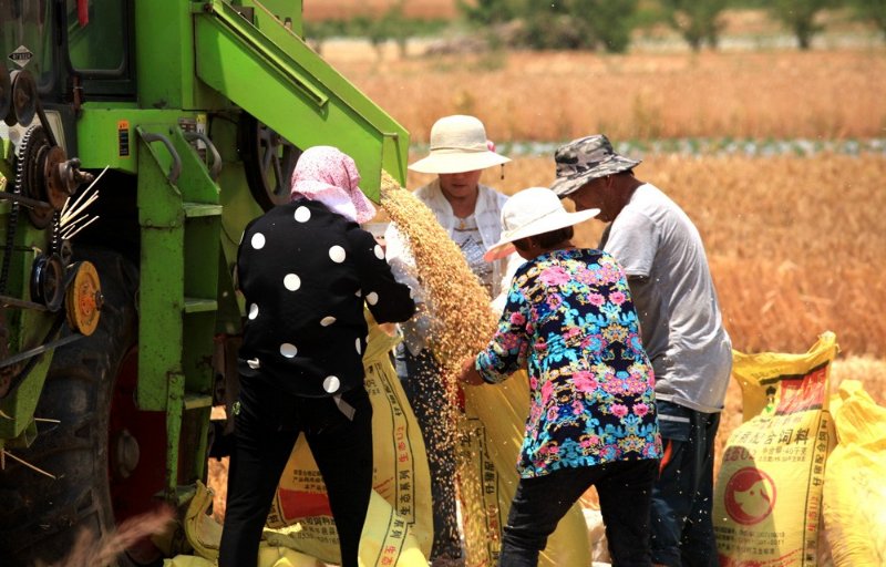 25日,在枣庄市市中区齐村镇渴口村麦田里,农机手驾驶收割机在收割小麦