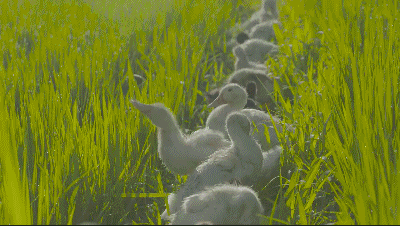 如果六一要送礼物的话那南京人必定选鸭子