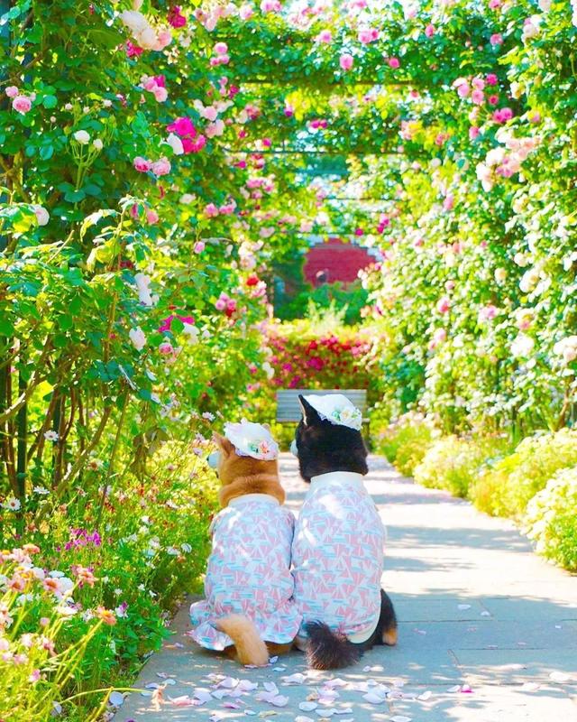 花海中柴犬兄妹暖心的笑容无声的陪伴