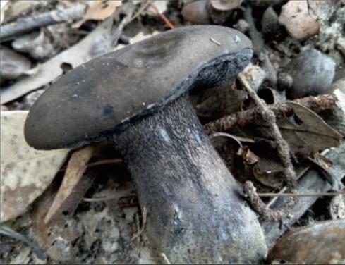 这份杭州毒蘑菇实图请收好