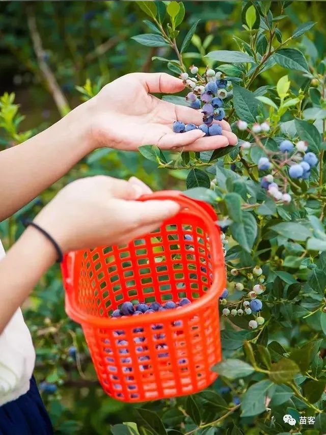 【蓝莓采摘】邵武大竹蓝莓采摘园等你来撩~美味"蓝"不住,不能"莓"有你