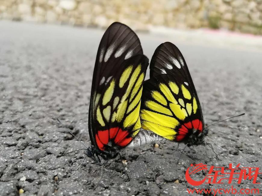 500种广东野外记录蝴蝶杀到