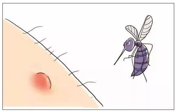 不是梦想,不是闹钟,也不是996,而是蚊子