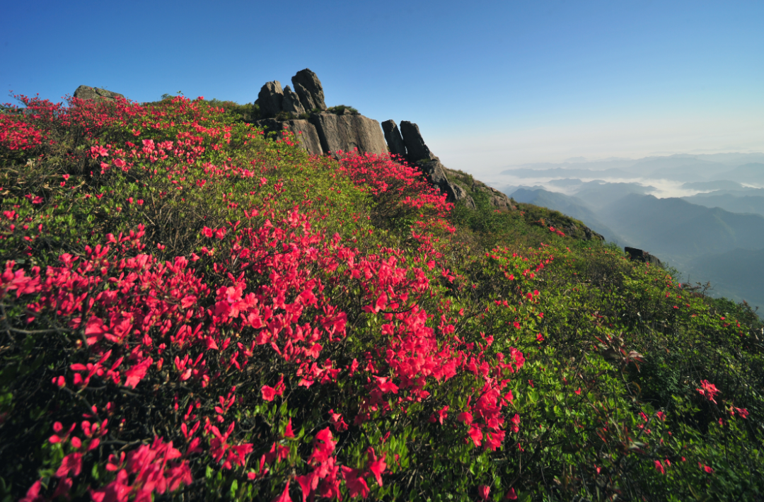 超多免费优惠！五大类500余个森林康养目的地，夏季纳凉就去“浙”里了