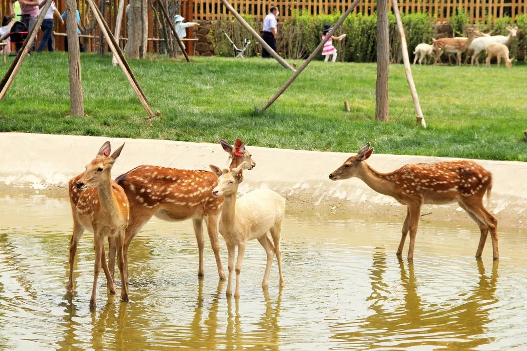 昨天!天津又新开一大型主题公园!rua熊猫,小鹿去!