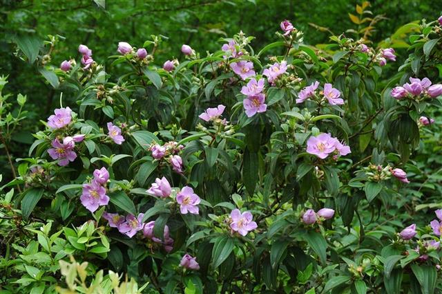 野牡丹,见过吗?可消食,收敛,止血