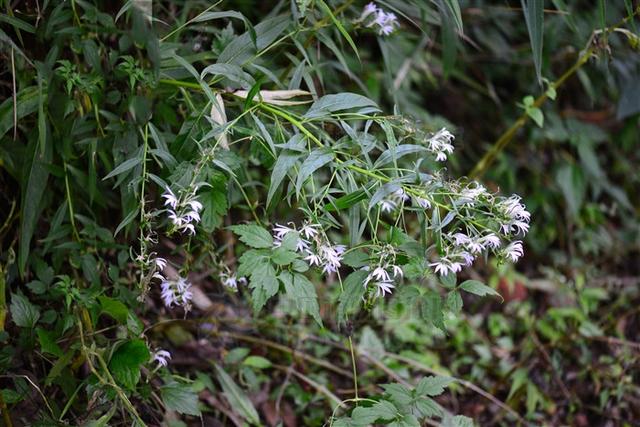 大将军,见过吗?剧毒!外用治风湿性关节炎,跌打扭伤,毒蛇咬伤