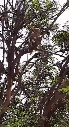 印度一群猴子抢走新冠病毒检测样本,猩球崛起魔幻上演