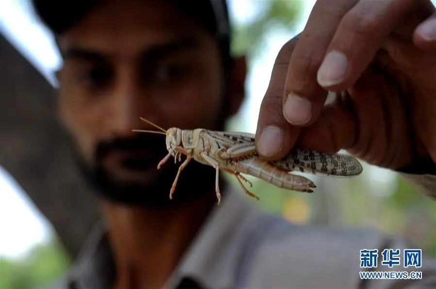 ▲5月8日，在巴基斯坦海得拉巴，一名男子抓着一只蝗虫。（新华社）