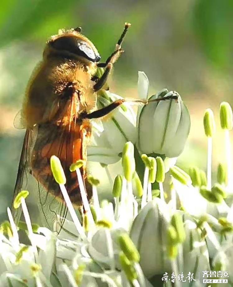 蜜蜂采花忙不停,为谁辛苦为谁甜|蜜蜂|马头镇|罗隐_新浪新闻