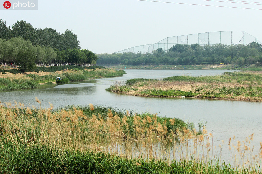 北京昌平沙河水库春光明媚 白鹭齐飞