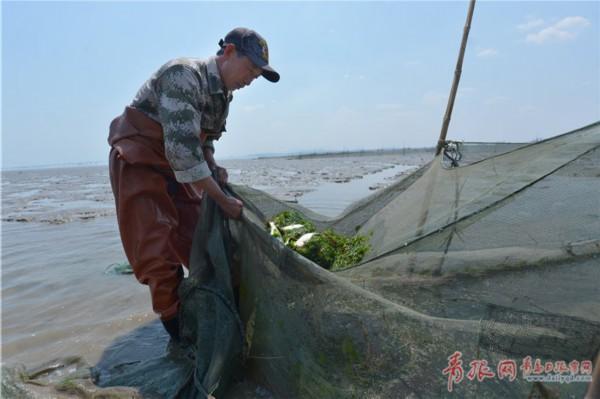 实拍:青岛赶海渔民滩涂“寻宝”