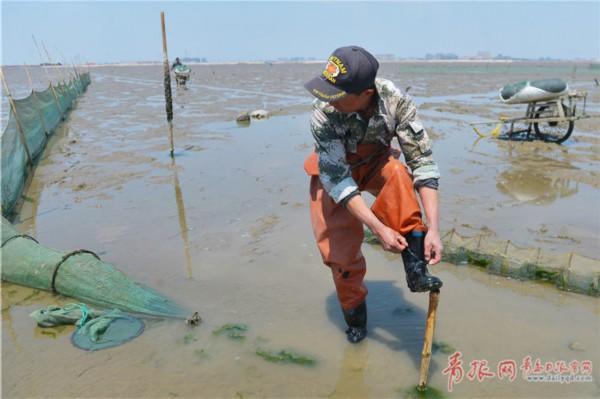 实拍:青岛赶海渔民滩涂“寻宝”