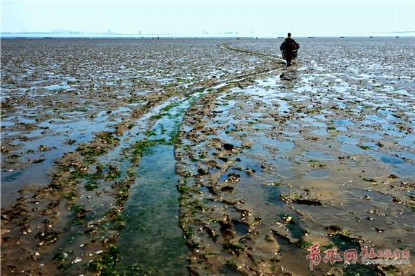实拍:青岛赶海渔民滩涂“寻宝”