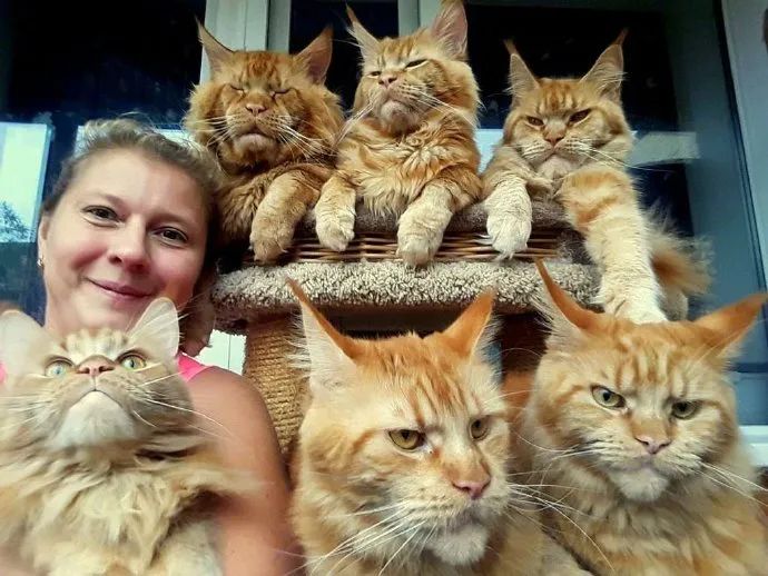 女子钟爱养缅因猫,养着养着就养了一群,这画面好霸气!