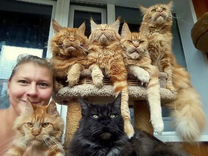 女子钟爱养缅因猫,养着养着就养了一群,这画面好霸气!