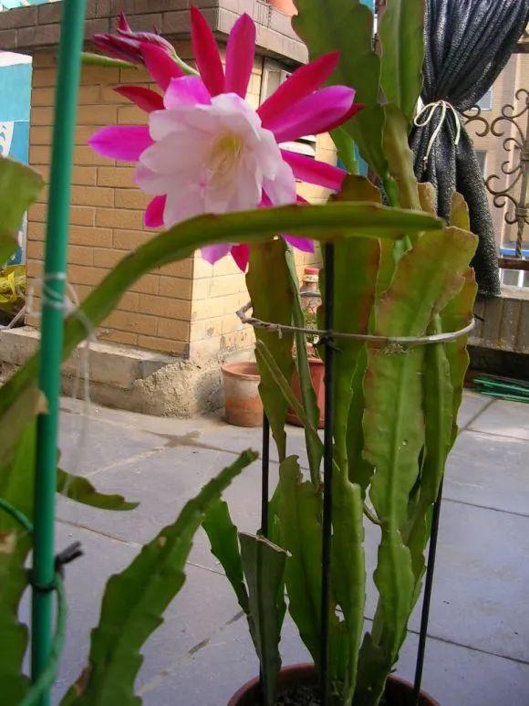 令箭荷花迎来花期只长叶不开花4个方面没做到位