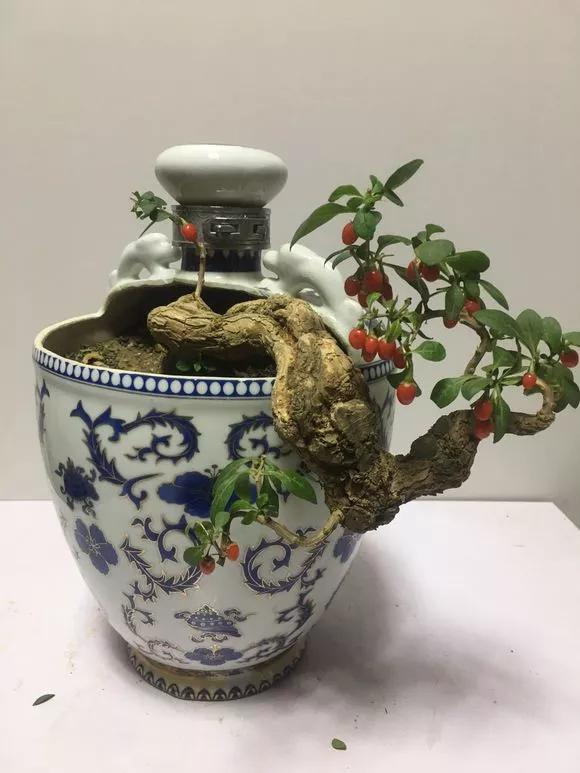 退休老人用空酒瓶做盆景,盆盆是精品,惊艳众人!