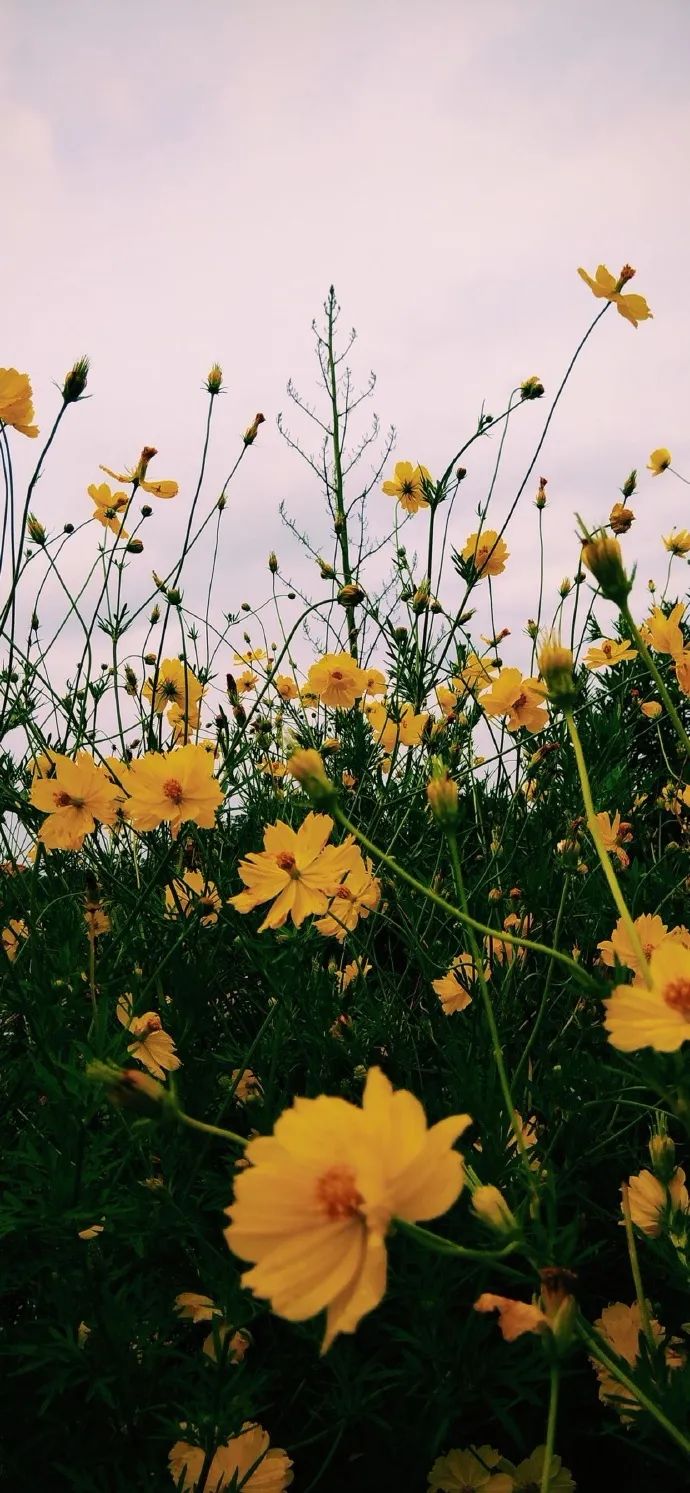 今日壁纸温暖又治愈最适合夏天的壁纸来啦
