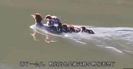 小鸭子就要有小鸭子的亚子,总是依靠妈妈怎么能学会游泳鸭?