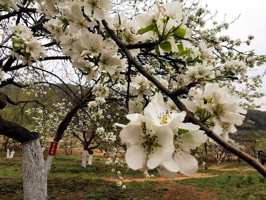 长春莲花山百年梨园梨花开【组图】