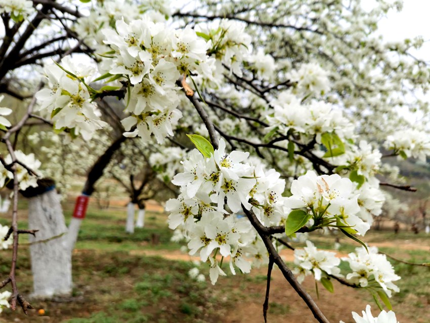 长春莲花山百年梨园梨花开【组图】