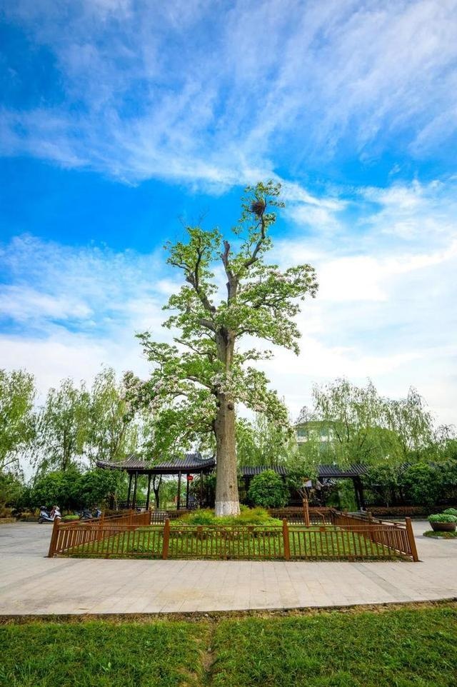 盛放千年!嘉兴这棵"网红树"等你去打卡潇湘晨报 2020-05-04 06:05:38