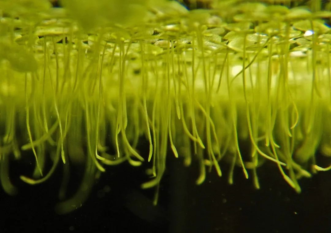 好养活又能净化水体——那也不要在家养浮萍!__财经头条